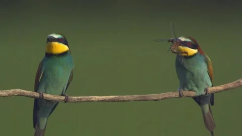 European Bee-Eater - Merops Apiaster On A Branch, slow motion Stock Footage 196863181