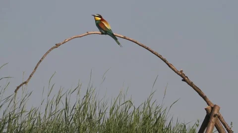 European bee-eater Merops Apiaster sitting on a tree branch in the summer Stock Footage 196863183