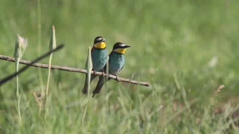 European bee eater Merops Apiaster sitting on a branch in the summer sunshine. Stock Footage 196863231
