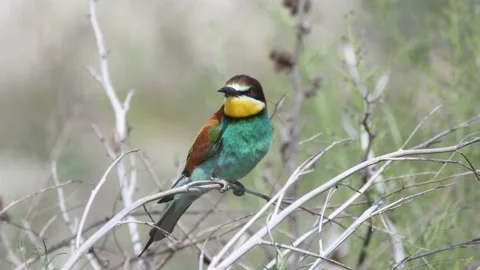 European bee eater Merops apiaster. In the wild Stock-Footage 196946751
