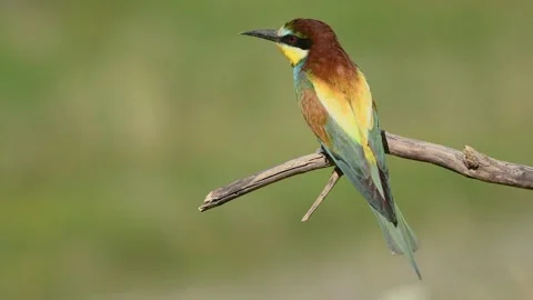 European Bee-eater (Merops apiaster) perched on branch. Stock Footage 201210887