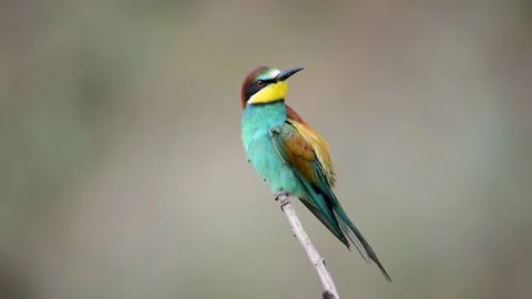 European bee eater Merops apiaster. In the wild Video stock 201965145