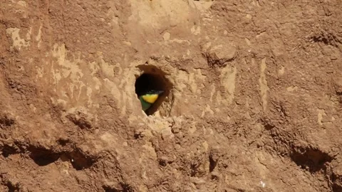 European bee-eater (Merops apiaster) Stock Footage 204781628
