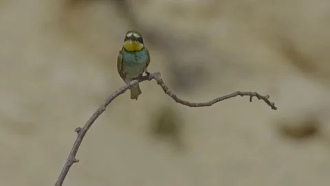 European bee-eater (Merops apiaster) Stock-Footage 204781828