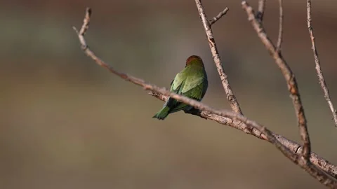 European bee-eater Merops Apiaster in the wild Stock-Footage 205410894