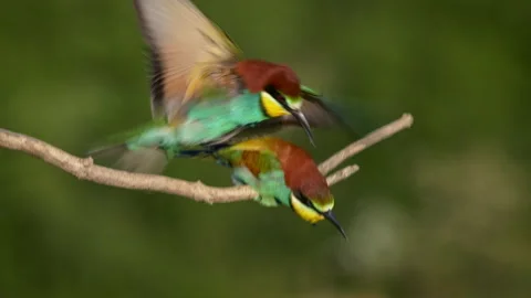 European bee-eater (Merops apiaster), bird couple mating on a twig Stock Footage 231089064