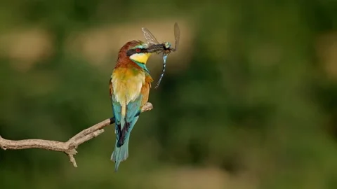 European bee-eater (Merops apiaster) with a dragonfly prey Stock Footage 231090833