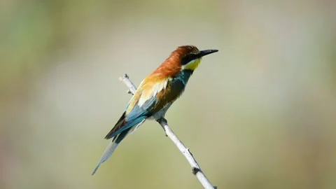 European bee-eater Merops Apiaster in the wild Video stock 231162771