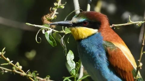 European bee-eater, Merops apiaster, Spain Video stock 234294665