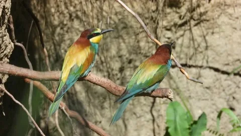 European bee-eater, Merops apiaster, Spain, Abejaruco Stock Footage 234294725