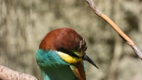 European bee-eater, Merops apiaster, Spain, Abejaruco Stock Footage 234294894