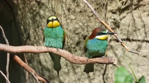 European bee-eater, Merops apiaster, Spain, Abejaruco Stock Footage 234294971