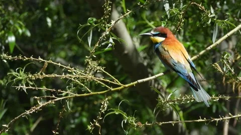 European bee-eater, Merops apiaster, Spain, Abejaruco Stock Footage 234295002