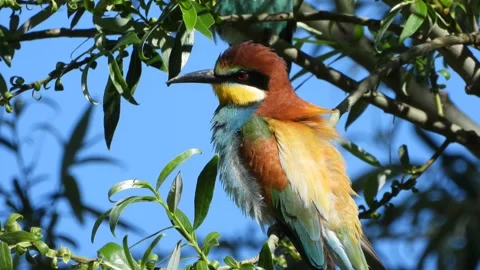 European bee-eater, Merops apiaster, Spain, Abejaruco Stock Footage 234295325