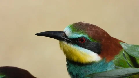European bee-eater, merops apiaster, spain Stock Footage 234295394