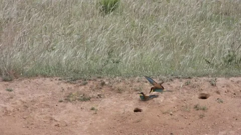European bee-eater, Merops apiaster, Spain, Abejaruco Stock Footage 234295403