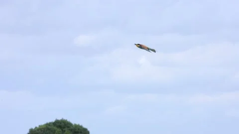 European bee-eater, Merops apiaster, Spain, Abejaruco Stock Footage 234295432