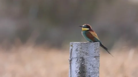 European bee-eater, Merops apiaster, Spain, Abejaruco Stock Footage 234295823