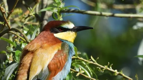 European bee-eater, Merops apiaster, Spain, Abejaruco Stock Footage 234295910