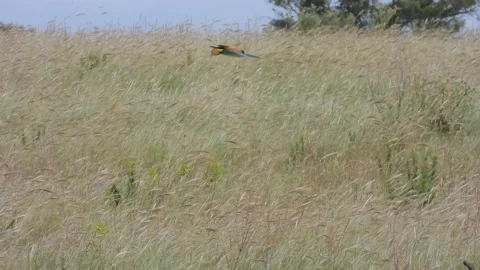 European bee-eater, Merops apiaster, Spain, Abejaruco Stock Footage 234296062