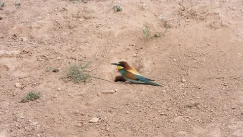 European bee-eater, Merops apiaster, Spain, Abejaruco Stock Footage 234296113