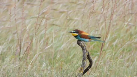European bee-eater, Merops apiaster, Spain Stock Footage 234296155