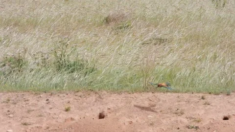 European bee-eater, Merops apiaster, Spain Vídeo Stock 234296225