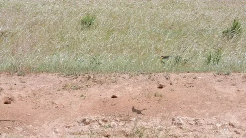 European bee-eater, Merops apiaster, Spain Stock Footage 234296260