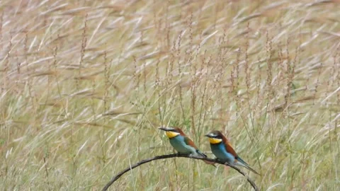European bee-eater, Merops apiaster, Spain, Abejaruco Stock Footage 234296272