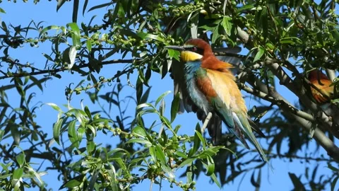European bee-eater, Merops apiaster, Spain 動画素材 234296336