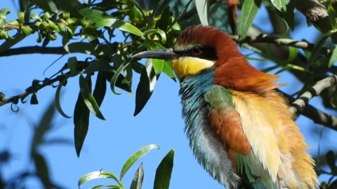 European bee-eater, Merops apiaster, Spain Stock Footage 234296349