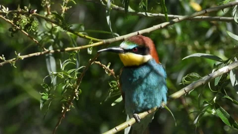 European bee-eater, Merops apiaster, Spain Видео 234296392