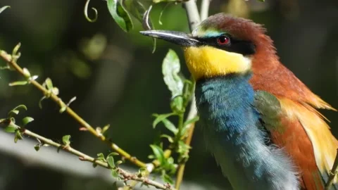 European bee-eater, Merops apiaster, Spain Video stock 234296437