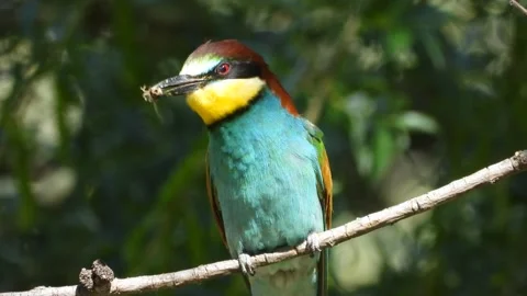 European bee-eater, Merops apiaster, Spain 動画素材 234296494