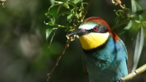 European bee-eater, Merops apiaster, Spain Stock Footage 234296548