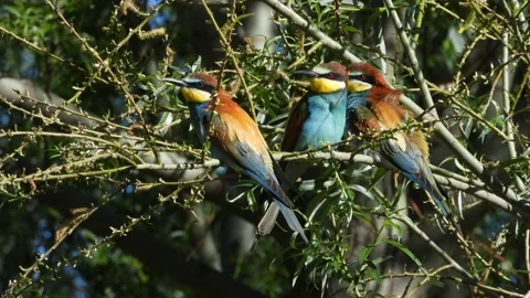 European bee-eater, Merops apiaster, Spain Vídeo Stock 234296665