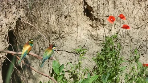 European bee-eater, Merops apiaster, Spain 스톡 동영상 234296681