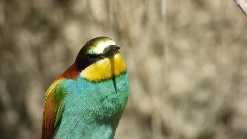 European bee-eater, Merops apiaster, Spain 스톡 동영상 234296821