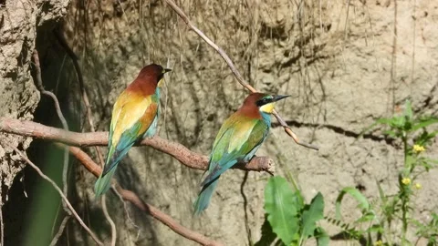 European bee-eater, Merops apiaster, Spain Stock-Footage 234296826