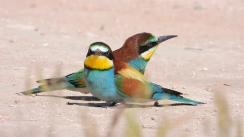 European bee-eater, Merops apiaster, Spain Stock Footage 234296926