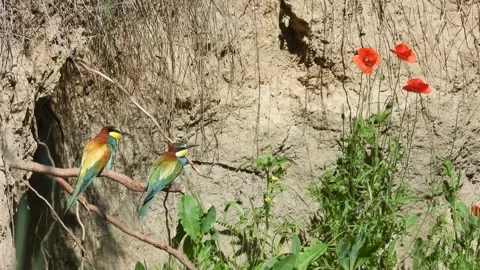 European bee-eater, Merops apiaster, Spain Video stock 234296936