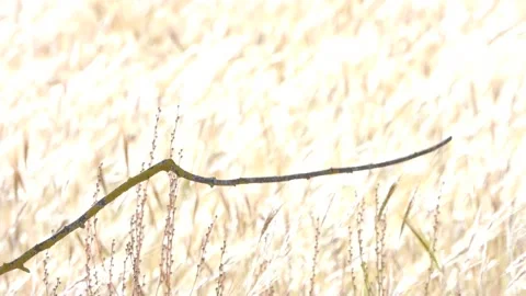 European bee-eater, Merops apiaster, Spain Видео 234297037