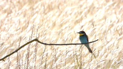 European bee-eater, Merops apiaster, Spain 動画素材 234297123