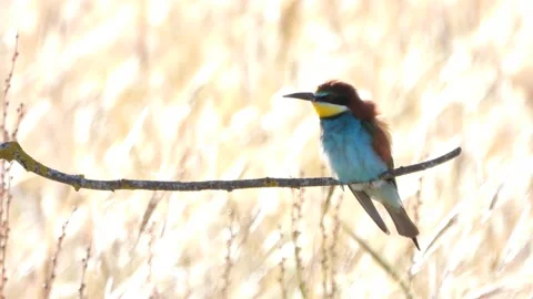 European bee-eater, Merops apiaster, Spain Vídeo Stock 234297181