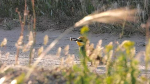 European bee-eater, Merops apiaster, Spain 스톡 동영상 234297201