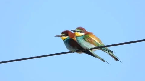European bee-eater, Merops apiaster, Spain Vídeos de archivo 234297256