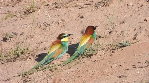 European bee-eater, Merops apiaster, Spain 스톡 동영상 234297260