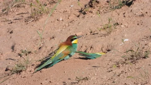 European bee-eater, Merops apiaster, Spain Stock Footage 234297333
