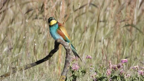 European bee-eater, Merops apiaster, Spain 스톡 동영상 234297335