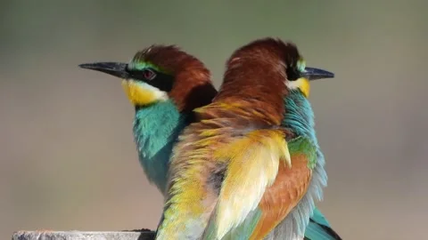 European bee-eater, Merops apiaster, Spain Stockbeeldmateriaal 234297447